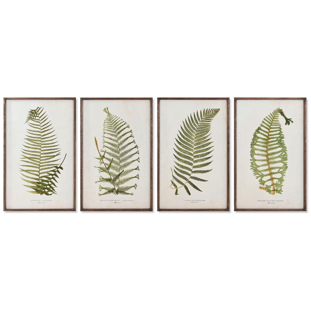 Green ferns wall art set (4 frames)