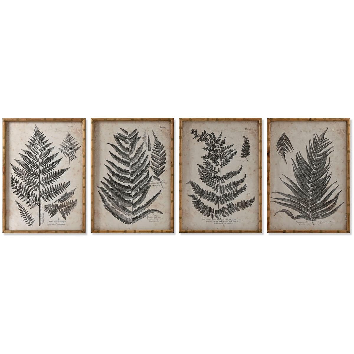 Wandset botanische varens (set)