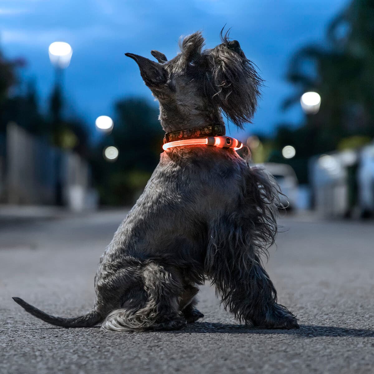 LED collar for dogs